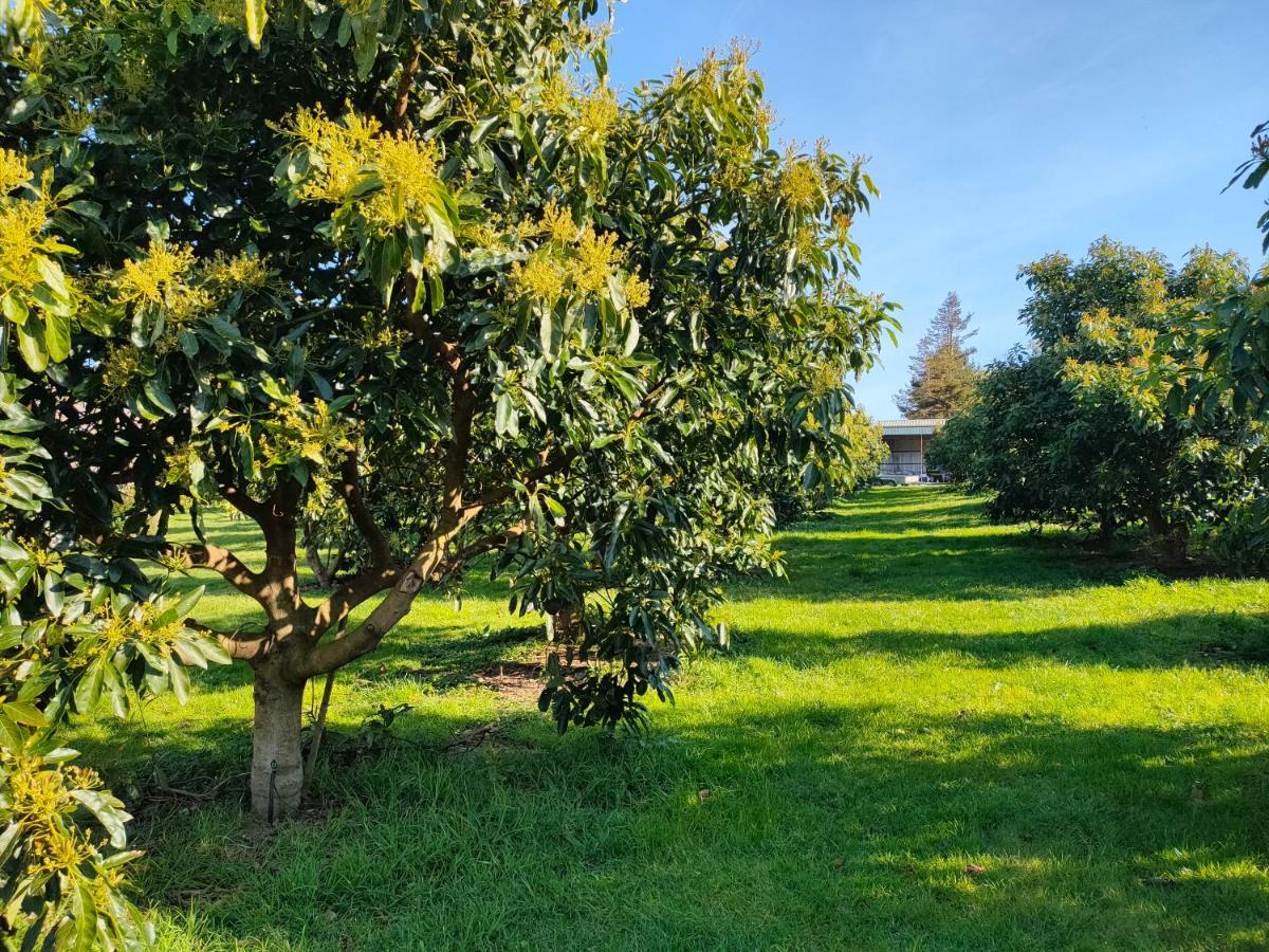 Avocate' Cottage Whiritoa Bagian luar foto